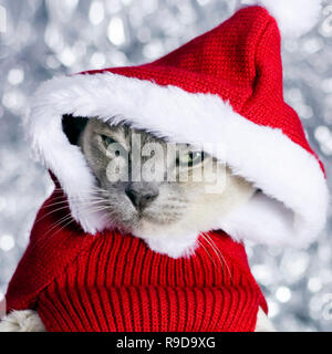 Santa Claws - Beautiful female Lilac tortie Burmese cat patiently posing in Santa Claus pet costume. Stock Photo