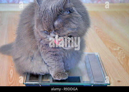 The  hungry gray big long-haired fluffy fat British cat sits on scales and licks a paw. Against the background of a wooden floor in the house. Concept Stock Photo