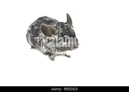Gray cute curious chinchilla. copyspace, isolate on white background Stock Photo