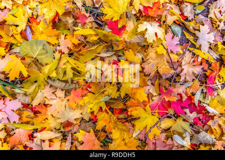 Autumn season with colorful fallen leaves in Utah Stock Photo