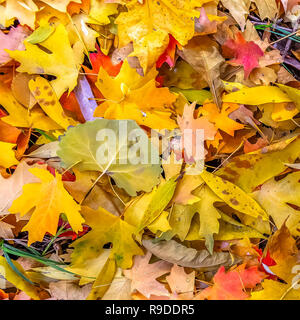 Colorful dry leaves on the ground lit by sunlight Stock Photo