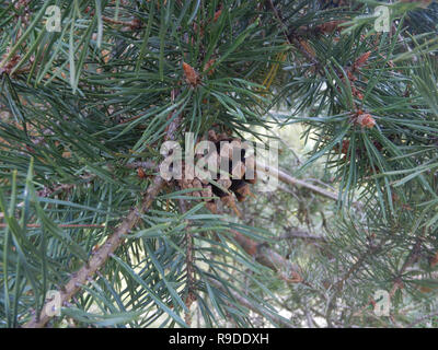 Two pine cones on a branch Stock Photo
