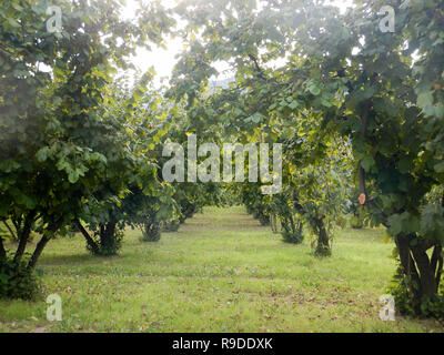 Field cultivated with hazelnuts in the Langhe, Piedmont - Italy Stock Photo