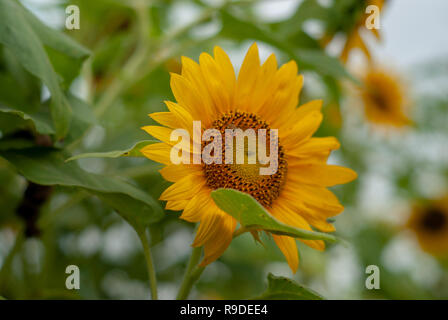 a honey bee perched on a sunflower,bokeh effects Stock Photo - Alamy