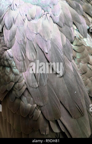 Close-up of black plumage Stock Photo