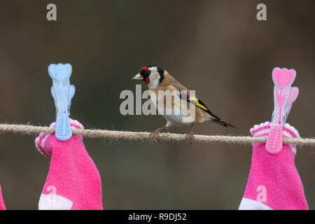 Goldfinch; Carduelis carduelis Single; on Washing Line Cornwall; UK Stock Photo
