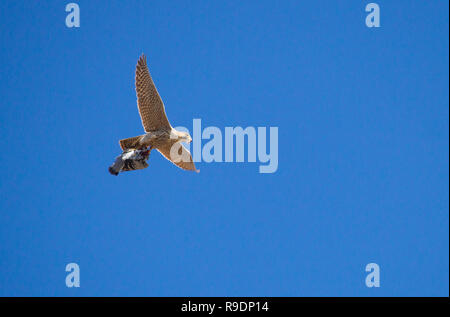 Peregrine Falcon taking pigeon in flight. Stock Photo