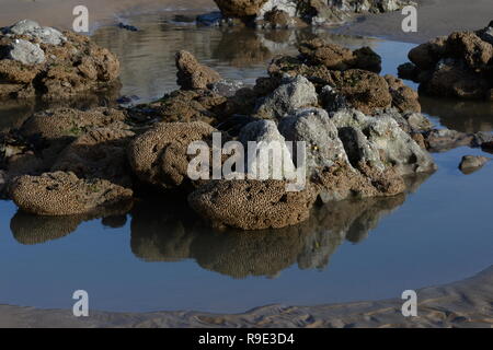 Sabellaria  in honey comb like colonies around rock pool on Gower Stock Photo