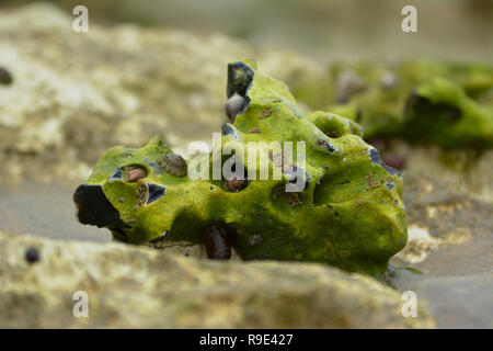 Close up of a coquina searock with different seashells covered in green algae on beach Stock Photo