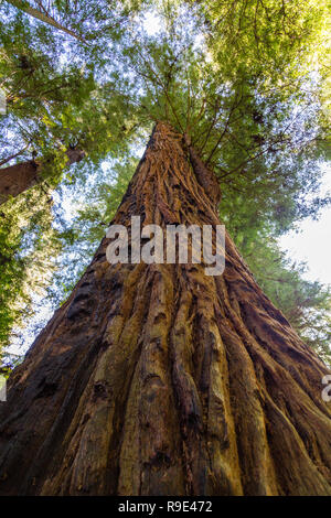 Looking up a California redwood tree in Henry Cowell Redwoods State Park Stock Photo