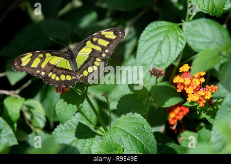 Malachite Butterfly - Siproeta stelenes butterfly - a Malachite Butterfly rests on African butterfly weed flowers in an exhibit in Aruba - Nymphalidae Stock Photo