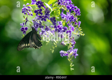 Gold Rim Swallowtail on a Duranta bush - Battus polydamas butterfly on Duranta erecta - black swallowtail on a bush with purple flowers - Papilionidae