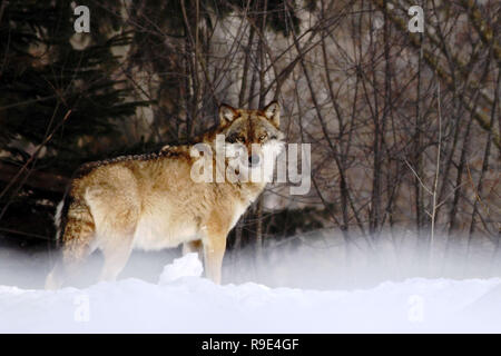 beautiful wolf (canis lupus) in winter, wolf in snowy landscape, attractive winter scene with wolf, beautiful winter landscape, wolf in forest, winter Stock Photo