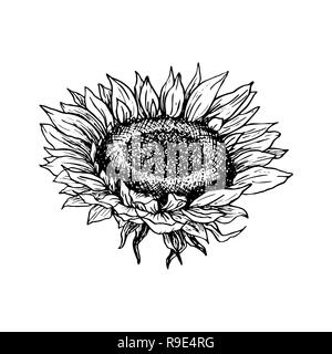 Download Sunflower Outline Banner Card. Vector Illustration Stock ...