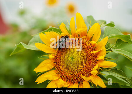 A bumblebee stealing nectar from sunflower Stock Photo