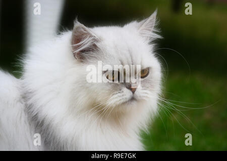 This beautiful photo shows the face of a gray Chinchilla Persian cat in close-up. This picture was taken in Thailand Stock Photo