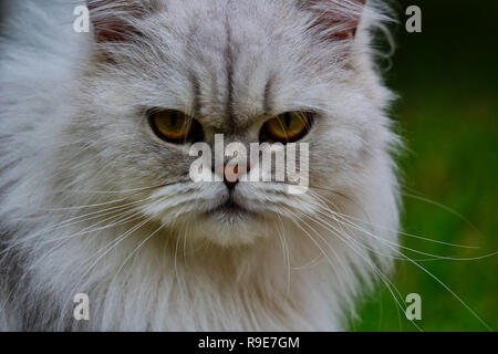 This beautiful photo shows the face of a gray Chinchilla Persian cat in close-up. This picture was taken in Thailand Stock Photo