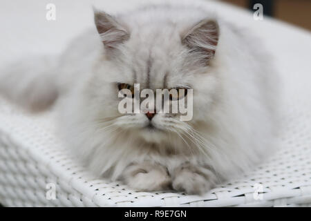 This beautiful photo shows a gray Chinchilla Persian cat lying on a lounger. This picture was taken in Thailand Stock Photo