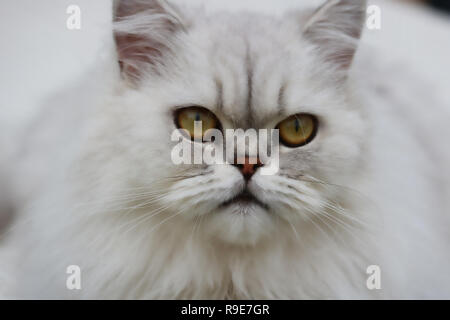 This beautiful photo shows the face of a gray Chinchilla Persian cat in close-up. This picture was taken in Thailand Stock Photo