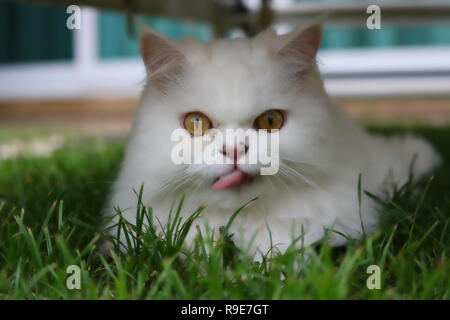 This beautiful photo shows a white Persian cat lying in the grass looking into the camera. This picture was taken in Thailand Stock Photo