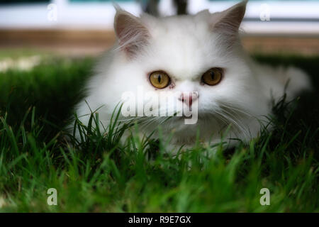 This beautiful photo shows a white Persian cat lying in the grass looking into the camera. This picture was taken in Thailand Stock Photo