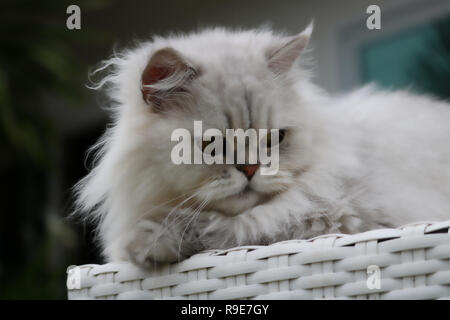 This beautiful photo shows a gray Chinchilla Persian cat lying and looking down. This picture was taken in Thailand Stock Photo