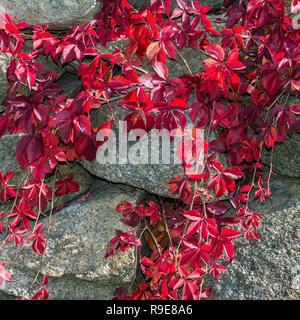 Autumn Virginia creeper vine growing on a fieldstone wall. Stock Photo