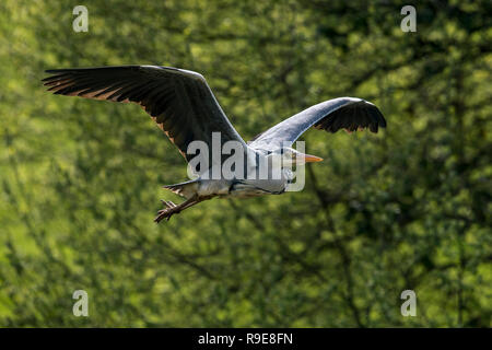 Grey Heron; Ardea cinerea Single; in Flight Cornwall; UK Stock Photo
