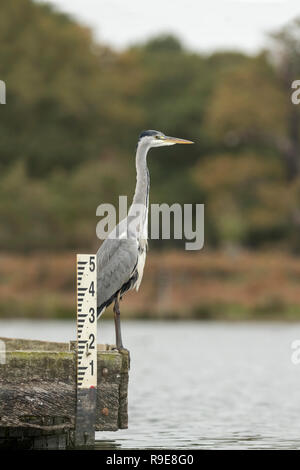 Grey Heron; Ardea cinerea London; UK Stock Photo