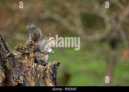 Grey Squirrel; Sciurus carolinensis Single on Tree Stump Cornwall; UK Stock Photo