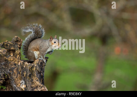 Grey Squirrel; Sciurus carolinensis Single on Tree Stump Cornwall; UK Stock Photo