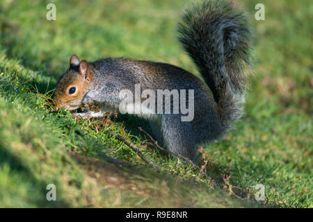 Grey Squirrel; Sciurus carolinensis Single Digging Cornwall; UK Stock Photo