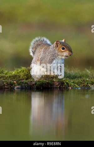 Grey Squirrel; Sciurus carolinensis Single at Water Cornwall; UK Stock Photo