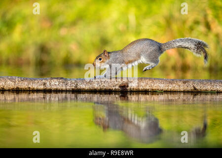 Grey Squirrel; Sciurus carolinensis Single Running On Log at Pond Cornwall; UK Stock Photo