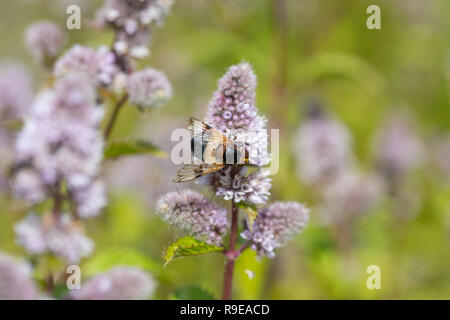 Hoverfly; Leucozona lucorum Single on Mint Flower Cornwall; UK Stock Photo
