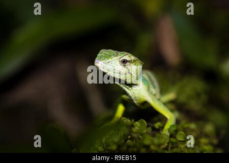 Giant banded Anole in Costa Rica Stock Photo