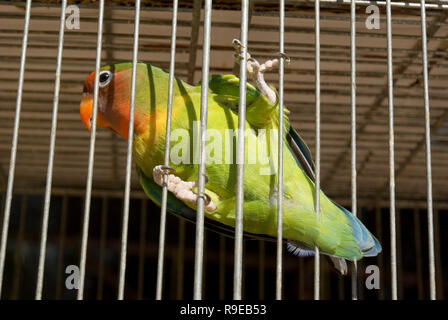Lovebird in Cage Stock Photo