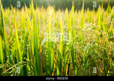 Fresh Rice plants closeup before harvest, Ubud, Bali, Indonesia Stock Photo