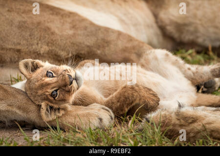 cute baby lion cub lying between lions on his back with paws up Stock Photo