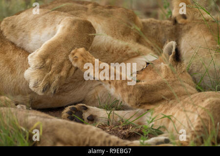 cute lion cub playing and grabbing mom's paw while lying in the grass Stock Photo