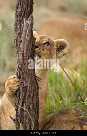 Cute lion cub grabbing a tree while standing on his hind legs and looking up Stock Photo