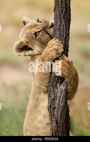 Cute lion cub grabbing and biting a tree while standing on his hind legs and looking up Stock Photo