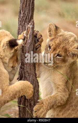 two cute lion cubs standing on their hind legs while playing with a tree Stock Photo