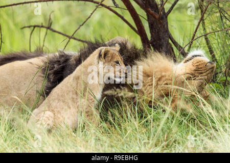 lion cub sitting next to male lion with black mane lying on his back in long grass Stock Photo