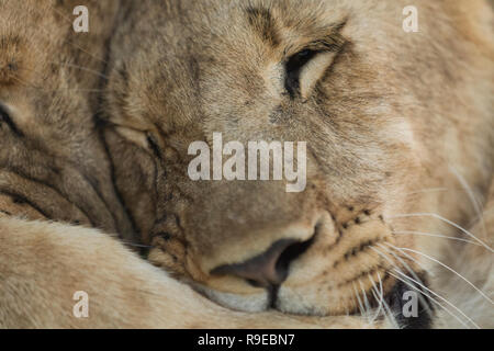 extreme close up of 2 lions cuddling and hugging eachother Stock Photo