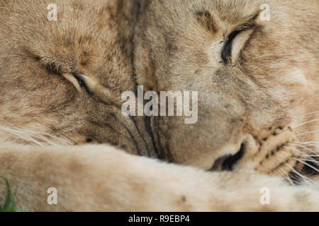 extreme close up of 2 lions cuddling and hugging eachother Stock Photo
