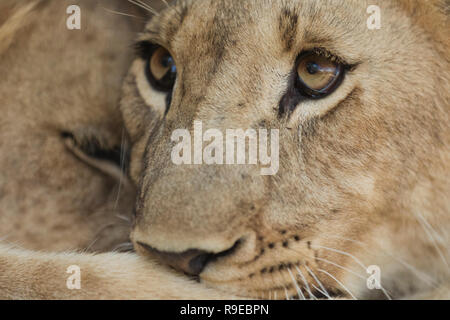 extreme close up of 2 lions cuddling and hugging eachother