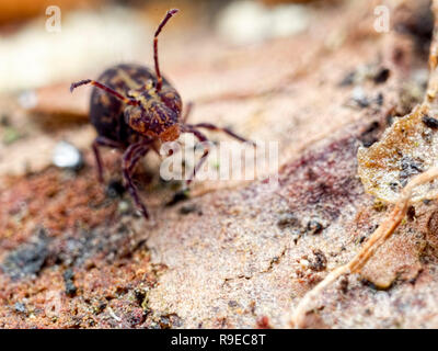 Shout if you think you are large enouth. A globular springtail (Order Symphypleona) Stock Photo