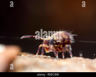 Pull! A globular springtail (Order Symphypleona) appearing to pull a wire Stock Photo
