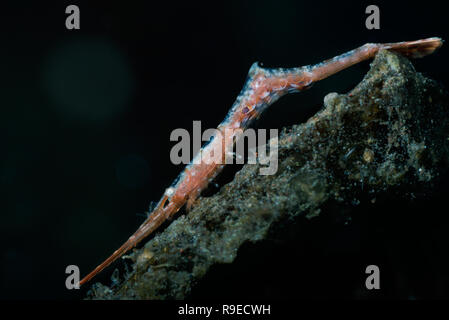 Ocellated tozeuma shrimp on a sandy hydroid in Indonesia Stock Photo